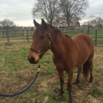 Rally for the Rescues- Andy