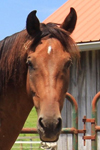 Rally for the Rescues-Carlos
