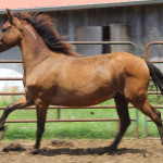 Rally for the Rescues- Carlos