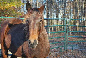 Rally for the Rescues- Nessie