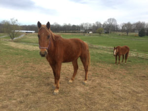 Rally for the Rescues-Casey