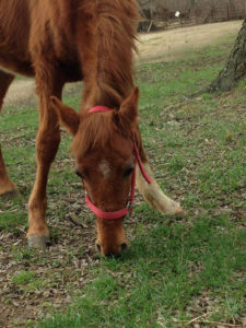 Rally for the Rescues-Hank Jr.