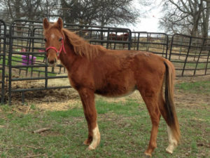 Rally for the Rescues-Hank Jr.